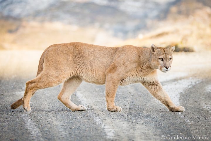 puma_tour-torres_del_paine-photgraphy-photo_tour-rental_natales-Patagonia