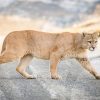 puma_tour-torres_del_paine-photgraphy-photo_tour-rental_natales-Patagonia