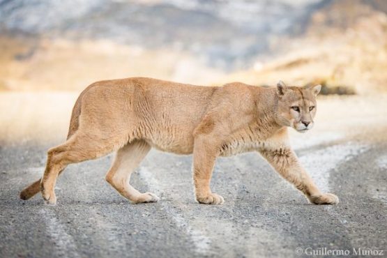 puma_tour-torres_del_paine-photgraphy-photo_tour-rental_natales-Patagonia