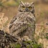 souvenirs: wildlife postcard for sale in puerto natales