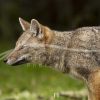 souvenirs: wildlife postcard for sale in puerto natales