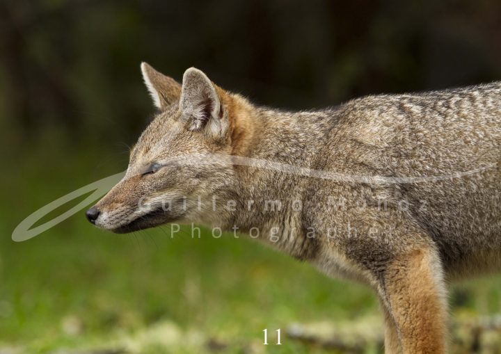 souvenirs: wildlife postcard for sale in puerto natales