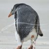 souvenirs: wildlife postcard for sale in puerto natales