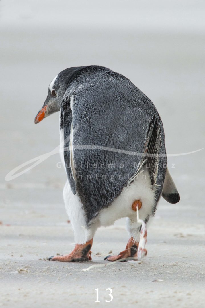 souvenirs: wildlife postcard for sale in puerto natales