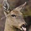 souvenirs: wildlife postcard for sale in puerto natales