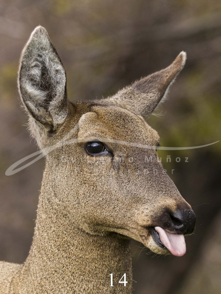 souvenirs: wildlife postcard for sale in puerto natales