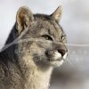 souvenirs: wildlife postcard for sale in puerto natales