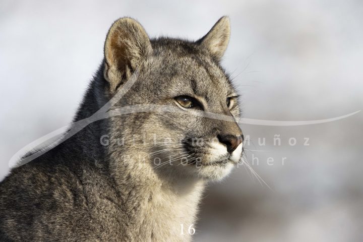 souvenirs: wildlife postcard for sale in puerto natales