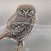 souvenirs: wildlife postcard for sale in puerto natales