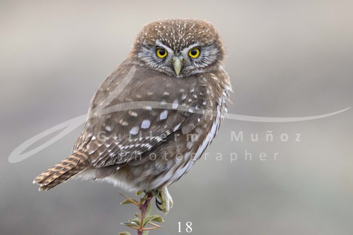 souvenirs: wildlife postcard for sale in puerto natales