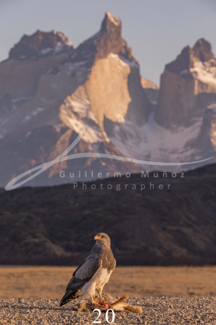souvenirs: landscape postcard for sale in puerto natales