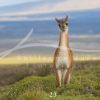 souvenirs: wildlife postcard for sale in puerto natales