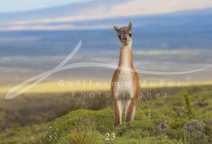 souvenirs: wildlife postcard for sale in puerto natales