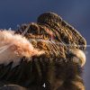 souvenirs: wildlife postcard for sale in puerto natales