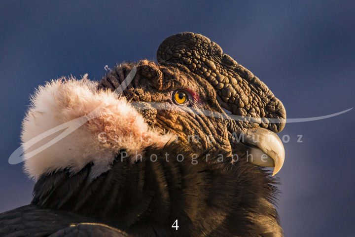 souvenirs: wildlife postcard for sale in puerto natales