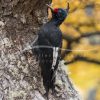 souvenirs: wildlife postcard for sale in puerto natales