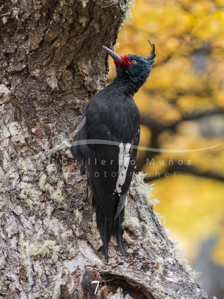 souvenirs: wildlife postcard for sale in puerto natales