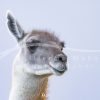 souvenirs: wildlife postcard for sale in puerto natales