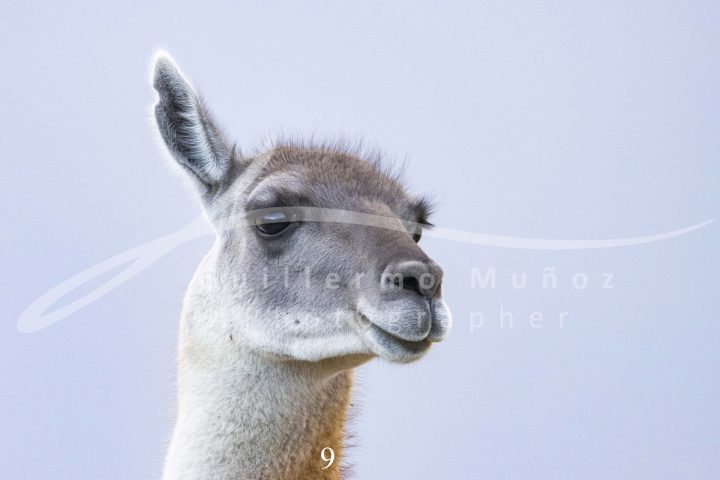 souvenirs: wildlife postcard for sale in puerto natales