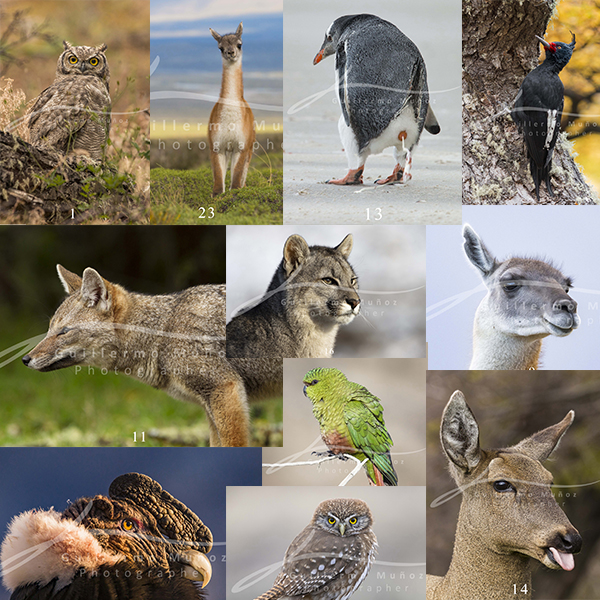 souvenirs: wildlife postcard for sale in puerto natales